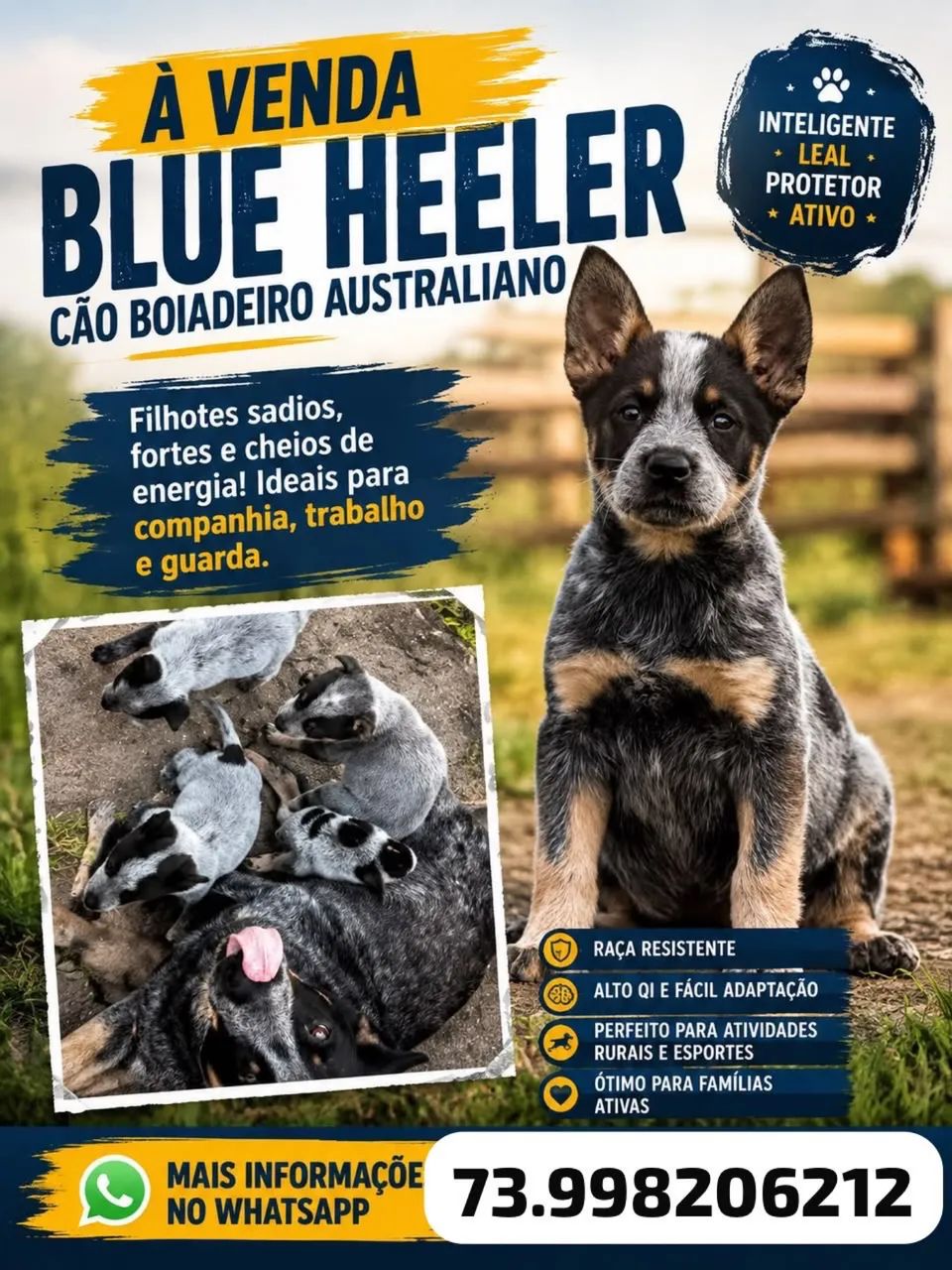 Filhotes de Blue Heeler e Red Heeler - Foto 5