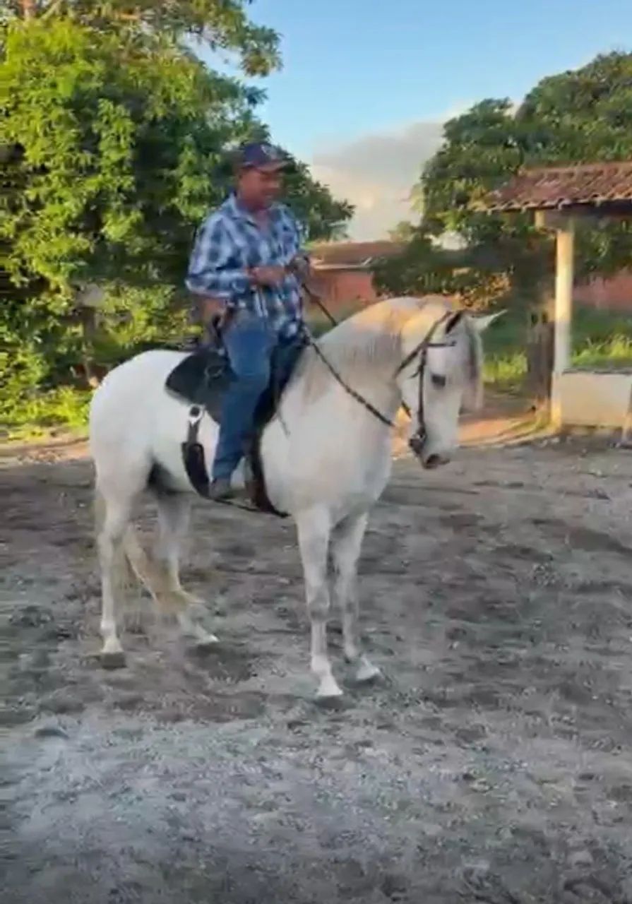 Cavalo novo. 4 anos  - Foto 3