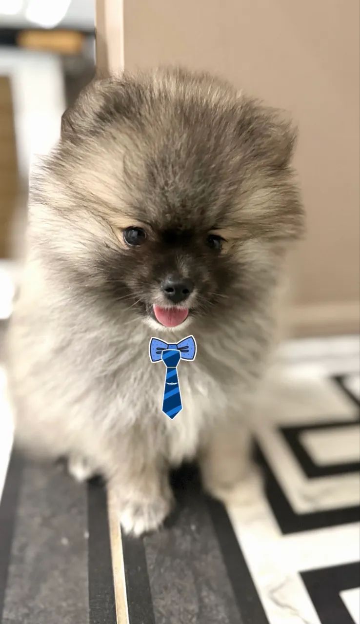 filhote de spitz alemão (lulu da pomerania) machinho - Foto 2