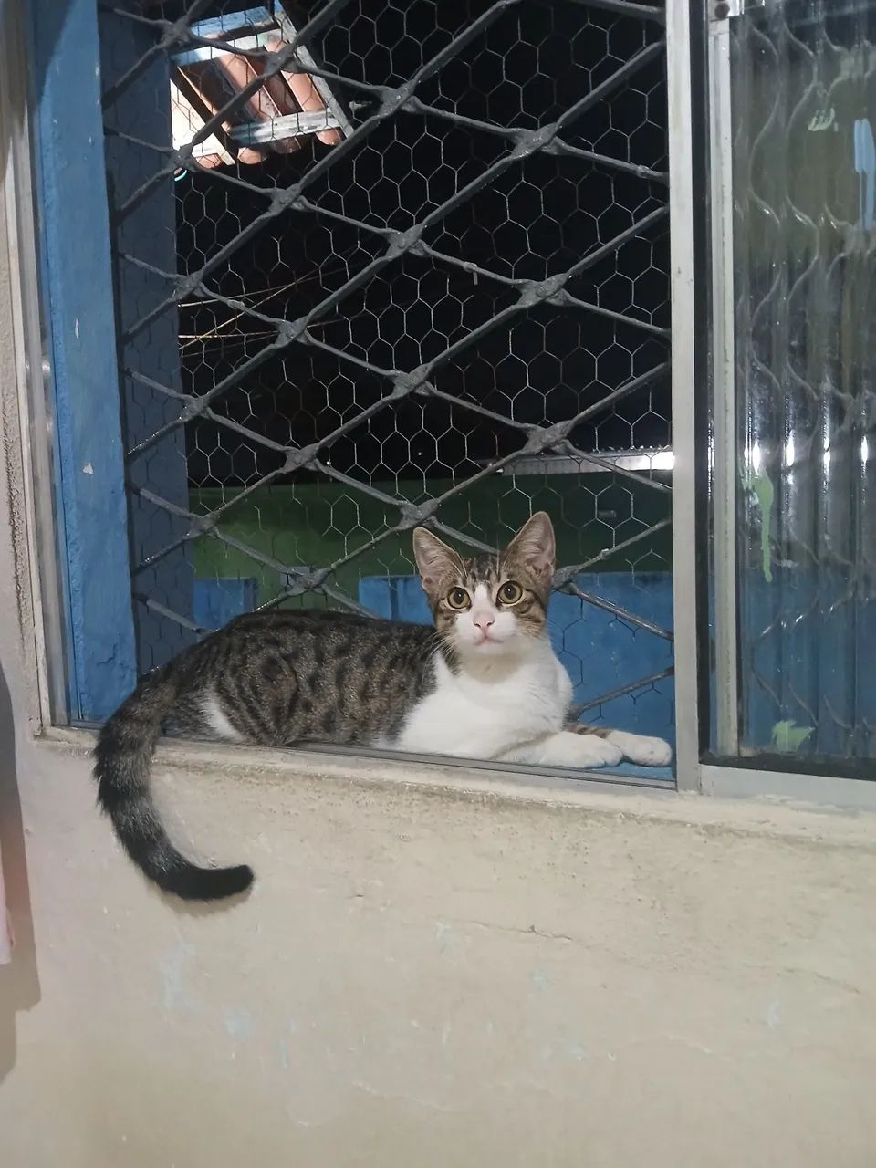 Gato macho para adoção responsavel 