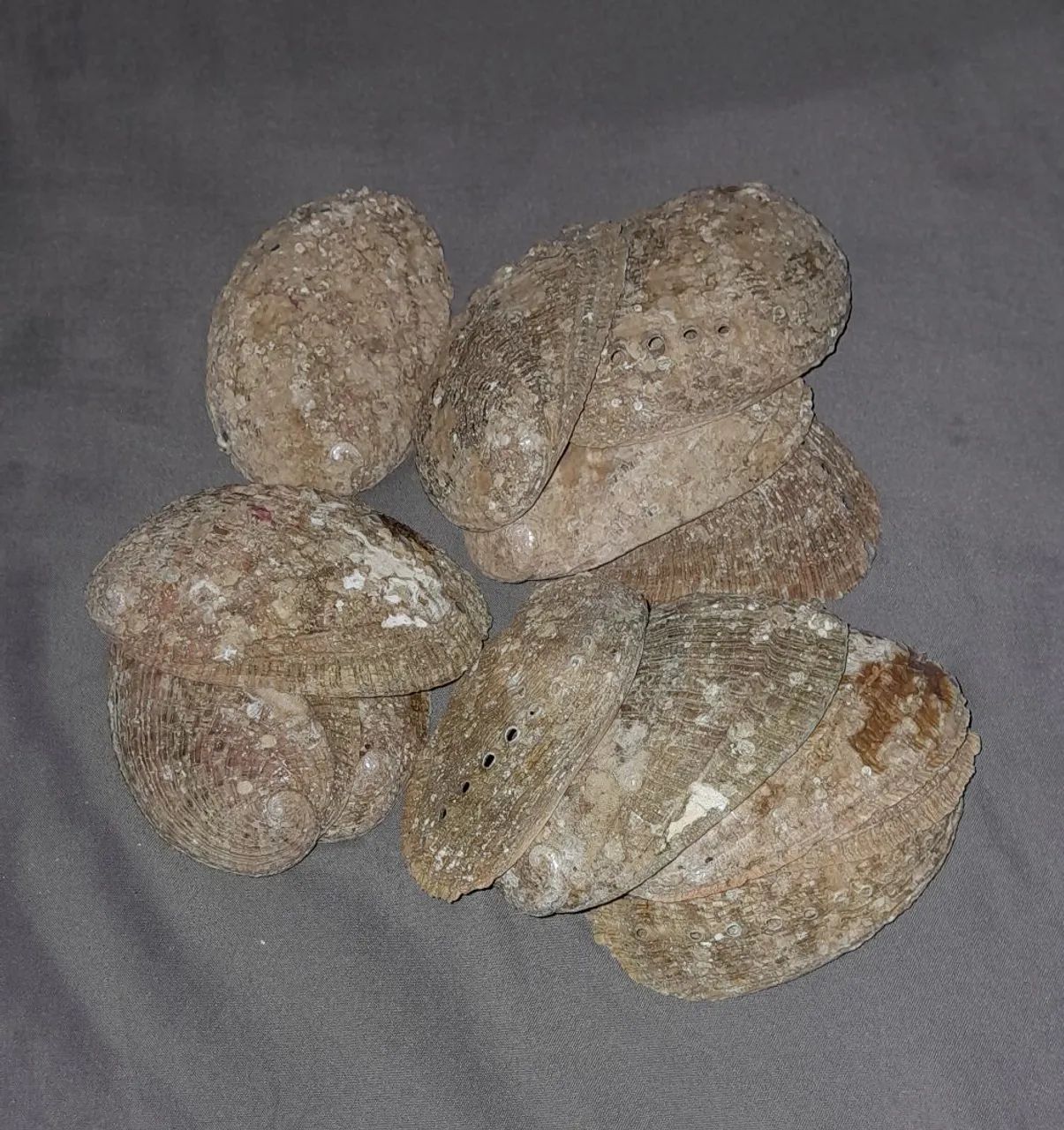 Conchas