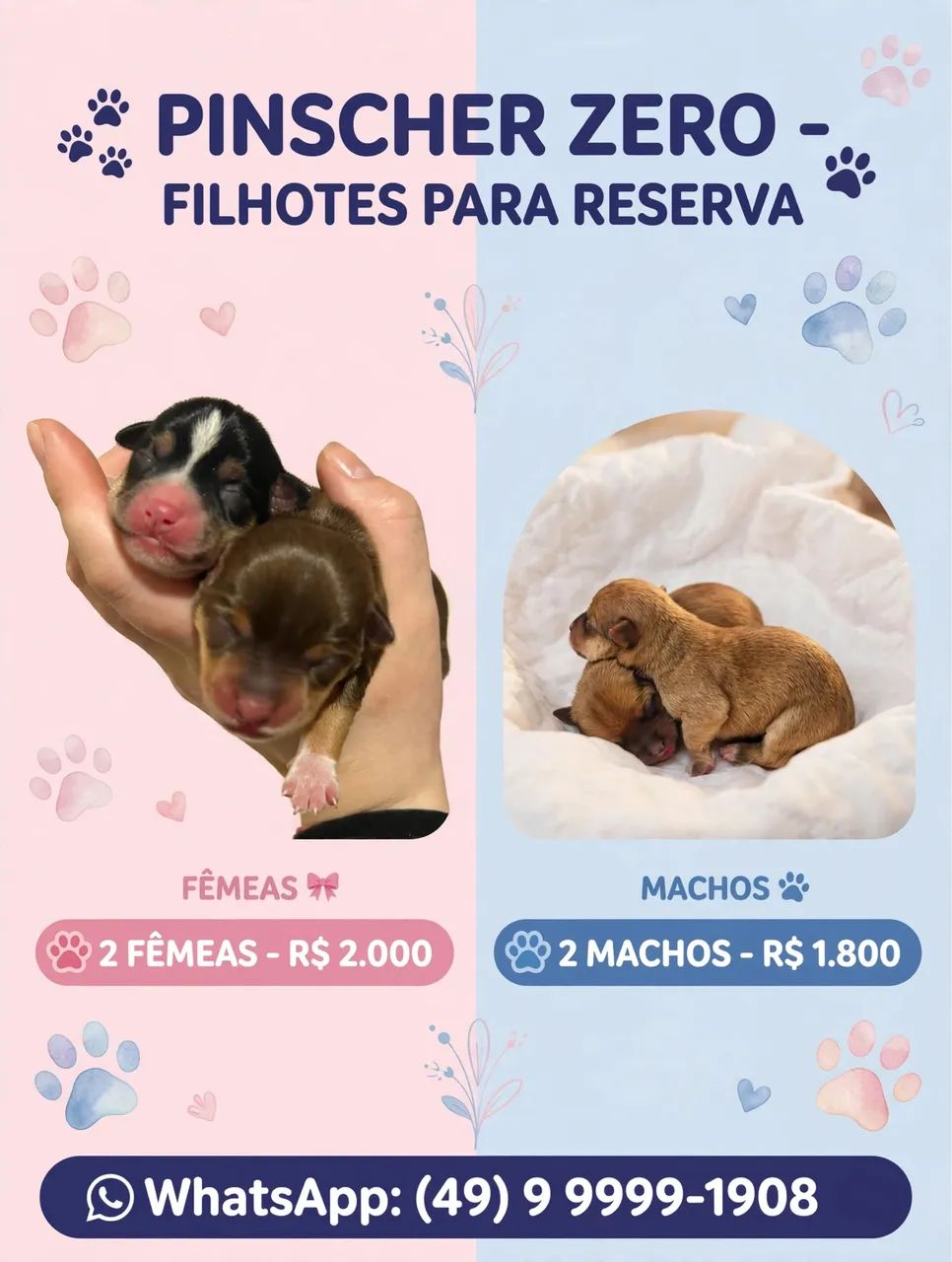 Pinscher zero - Foto 3