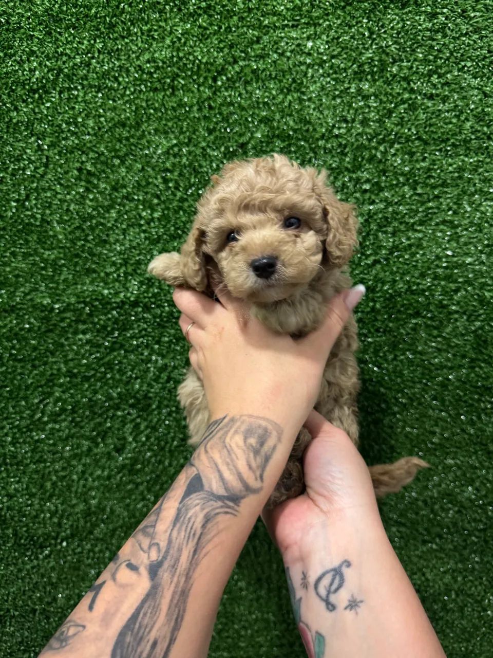 Poodle Toy Verdadeiro - Filhotes Pequenos e Inteligentes