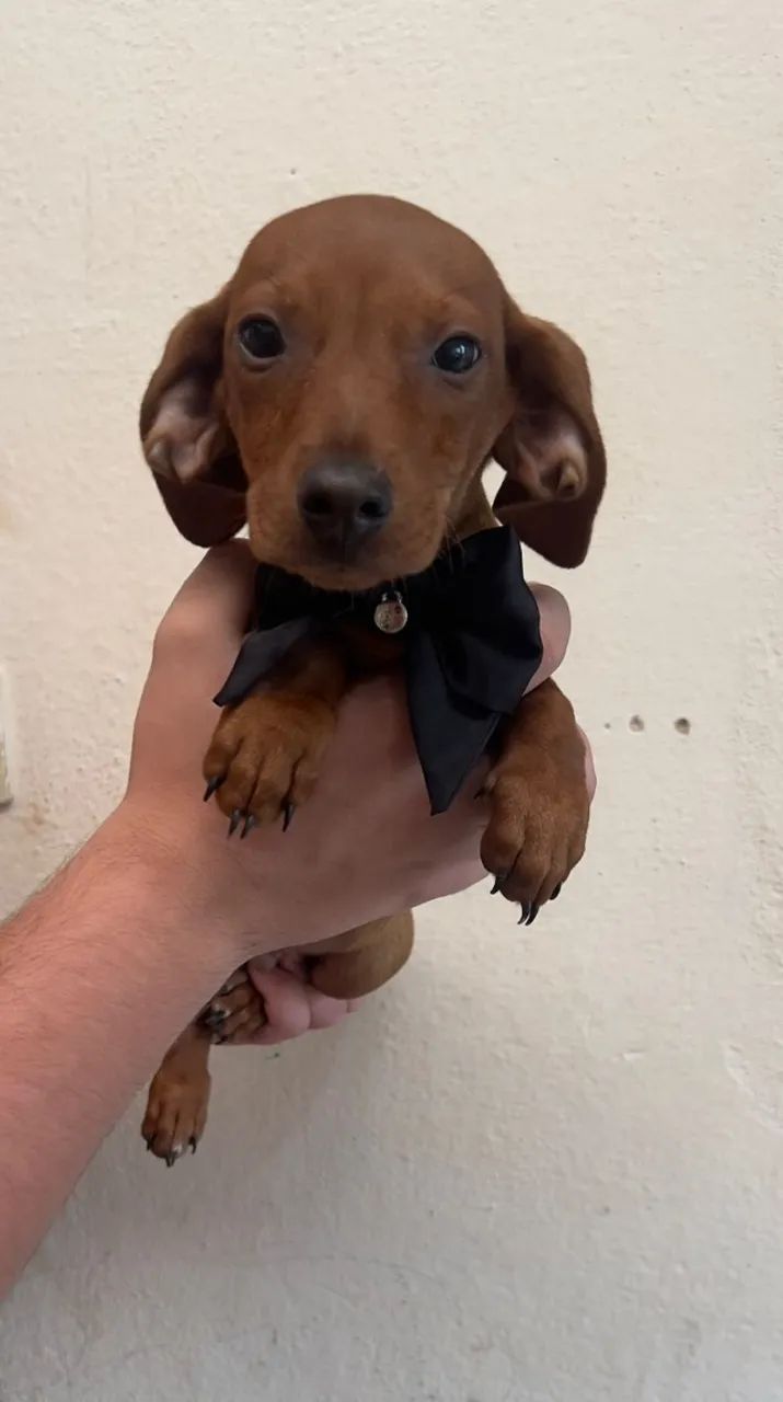 Teckel com Pelagem Bonita