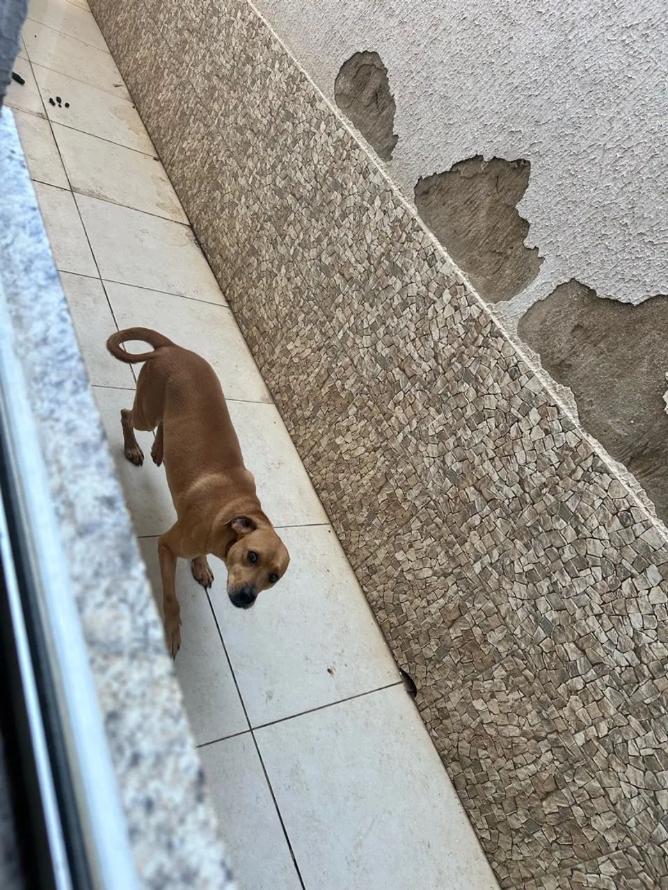 Cachorro - Doação  - Foto 4