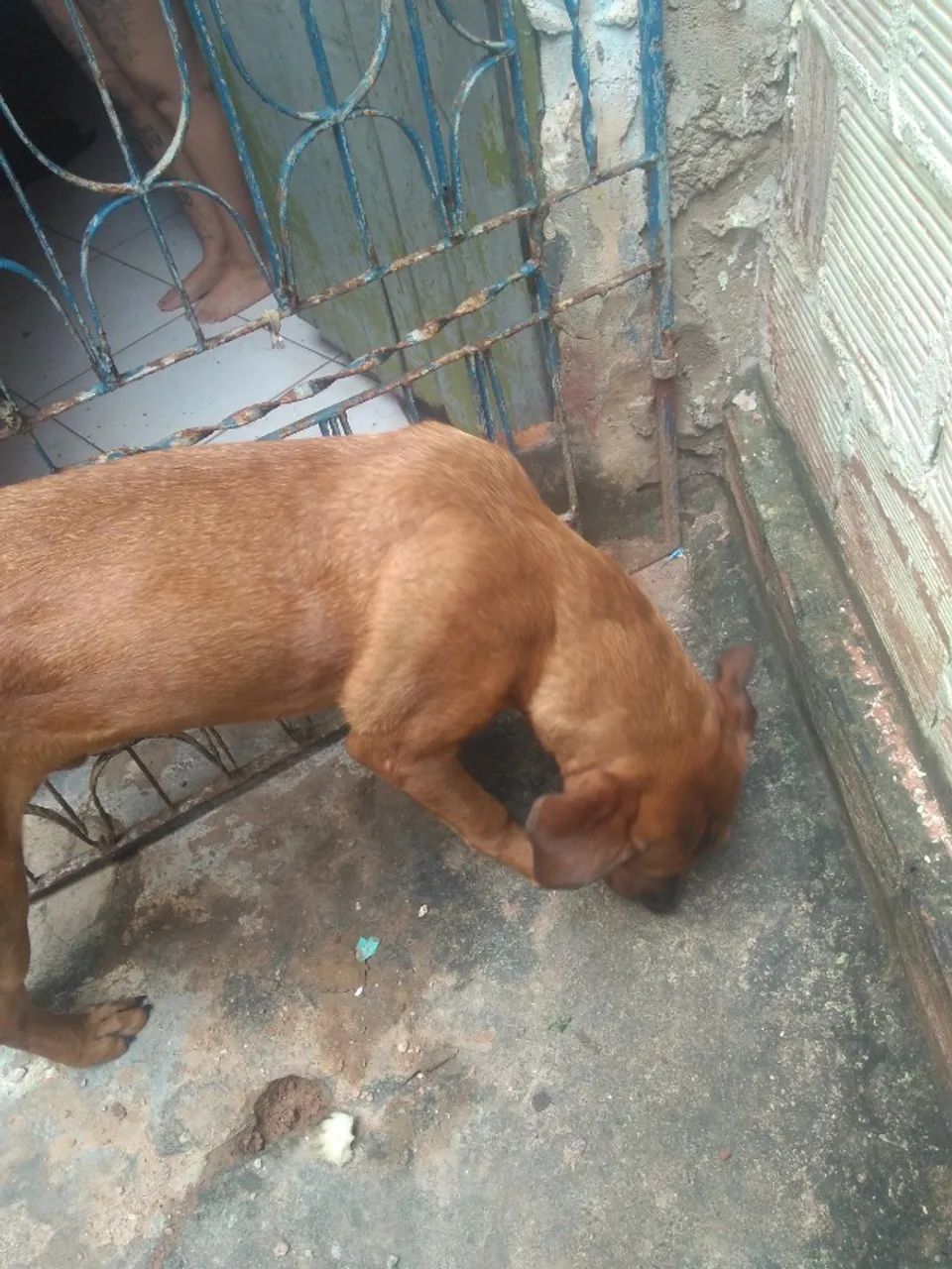 Cachorro  - Foto 3