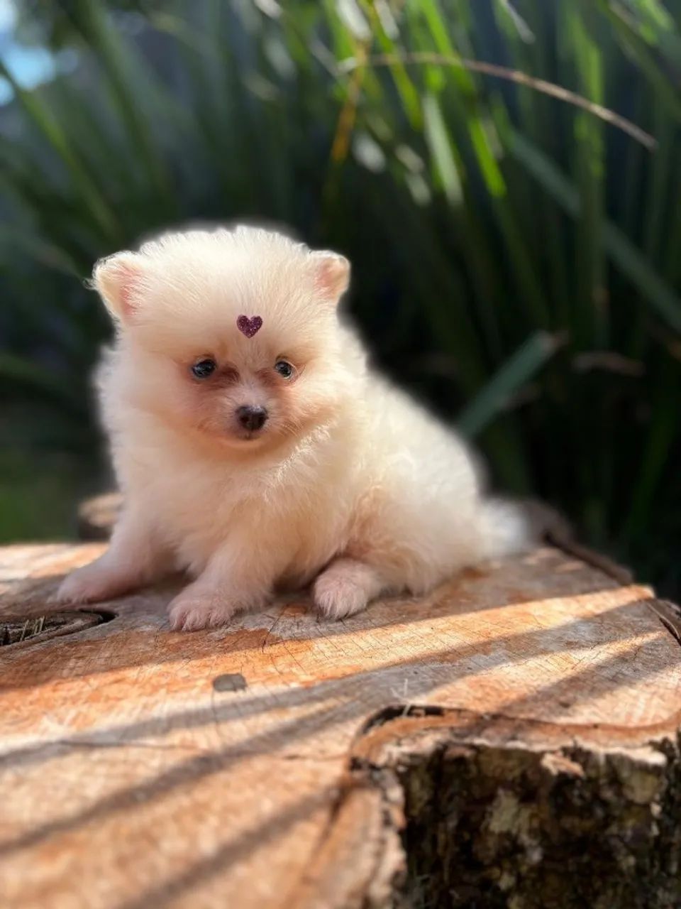 Spitz alemão  - Foto 6