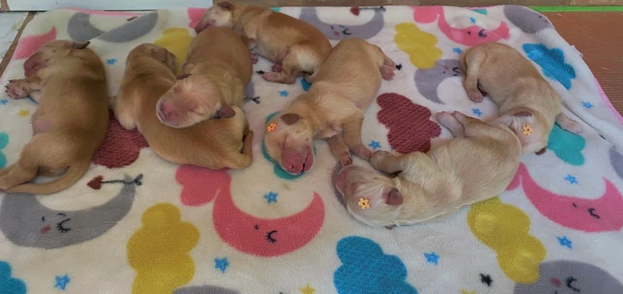 Golden Retriever  - Foto 3