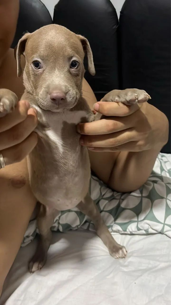 Vendo Pitbull Monster - Foto 4