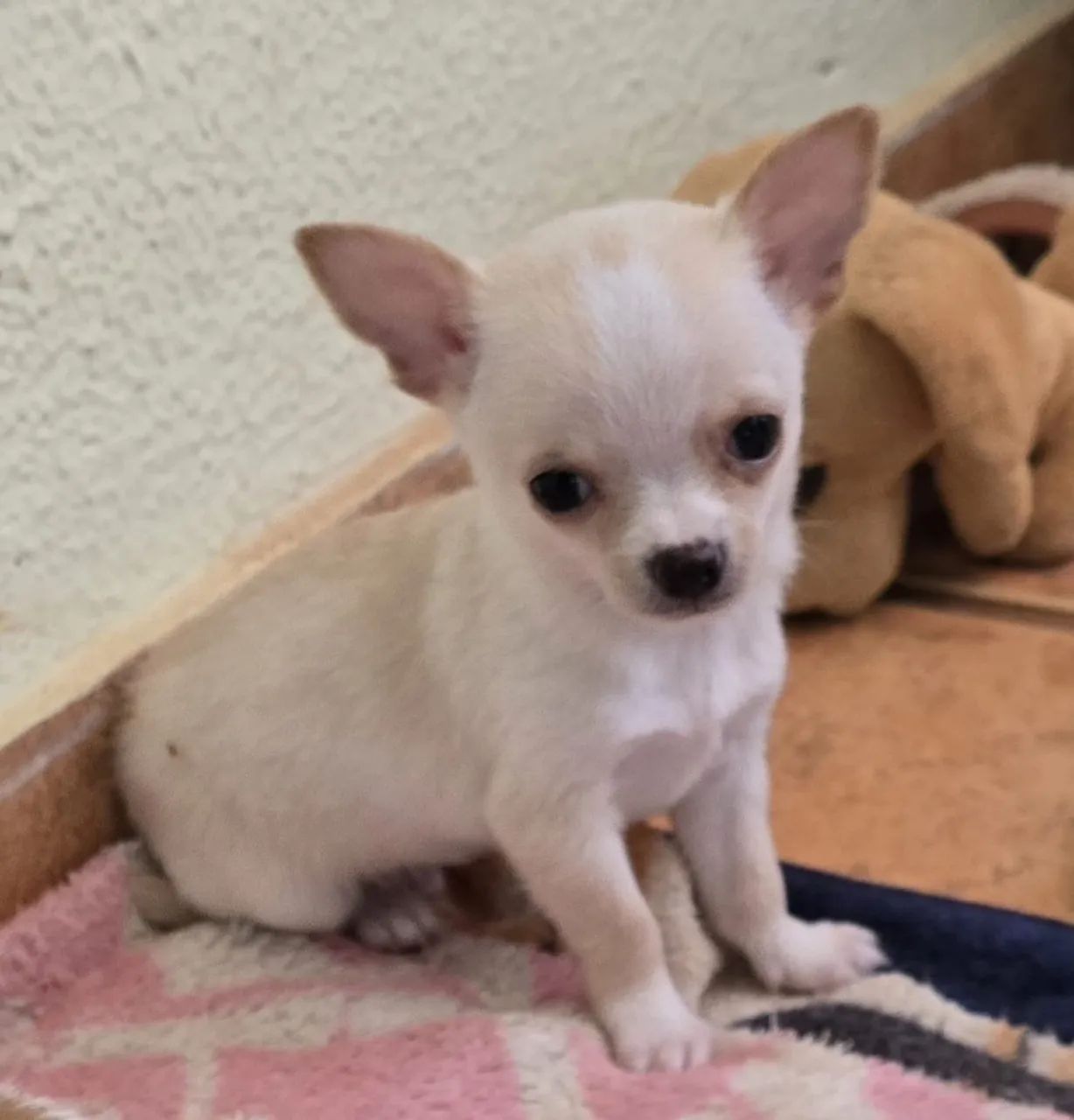 Chihuahua macho  - Foto 4