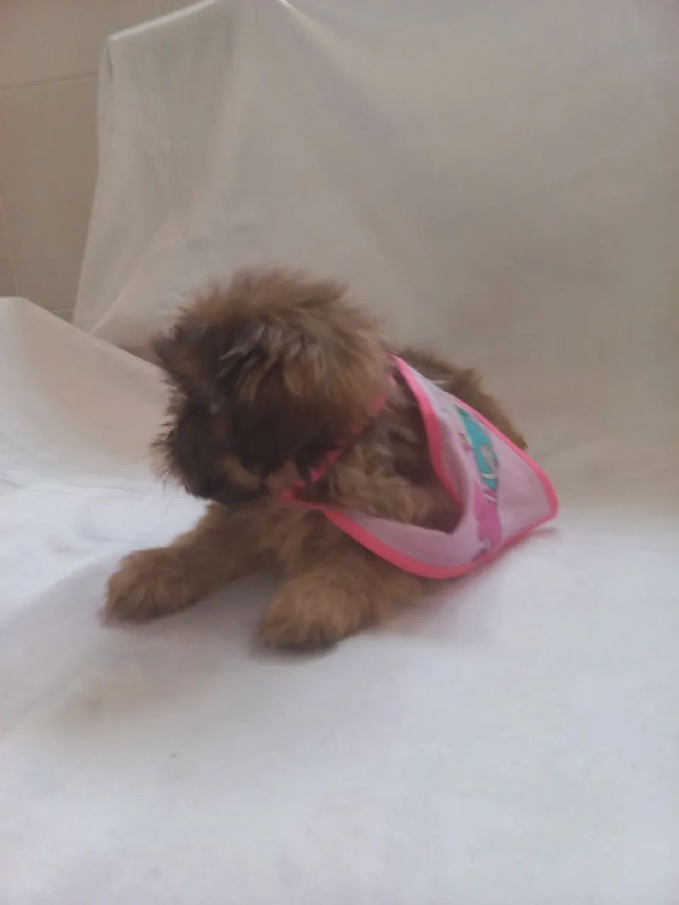 Shitzu mini - Foto 2