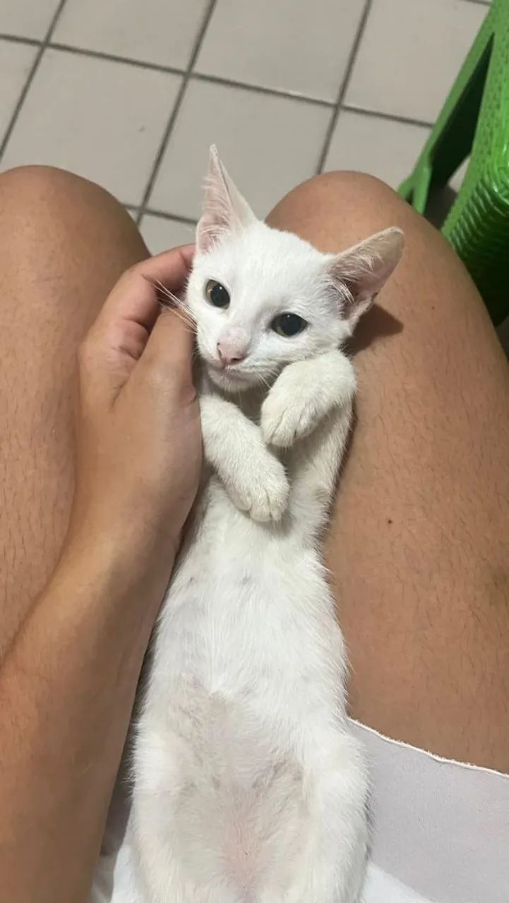 Gato precisando urgentemente de um lar - Foto 3