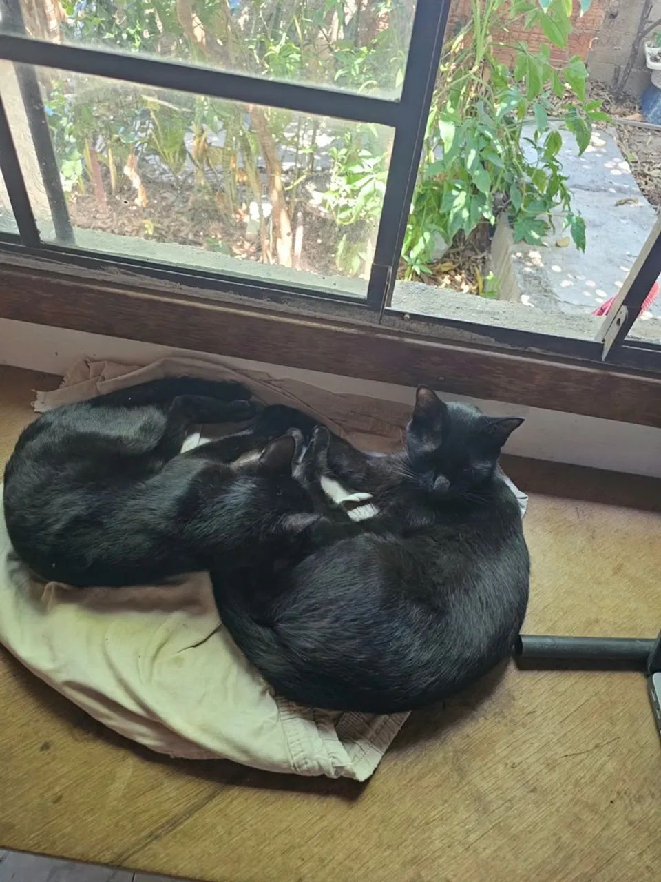 Doa-se gatinhas