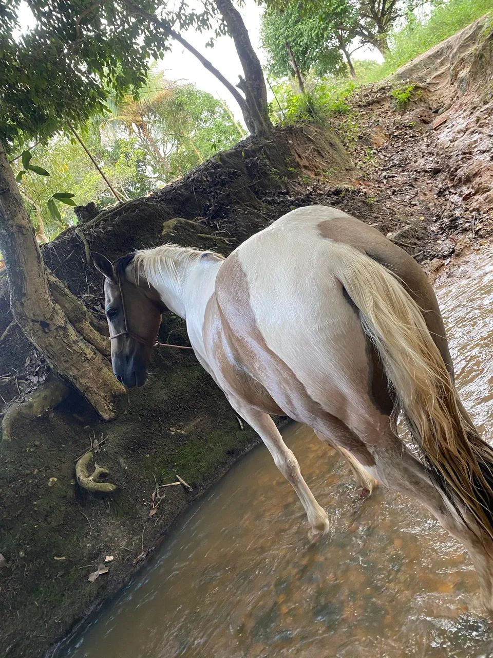 Cavalo top - Foto 3