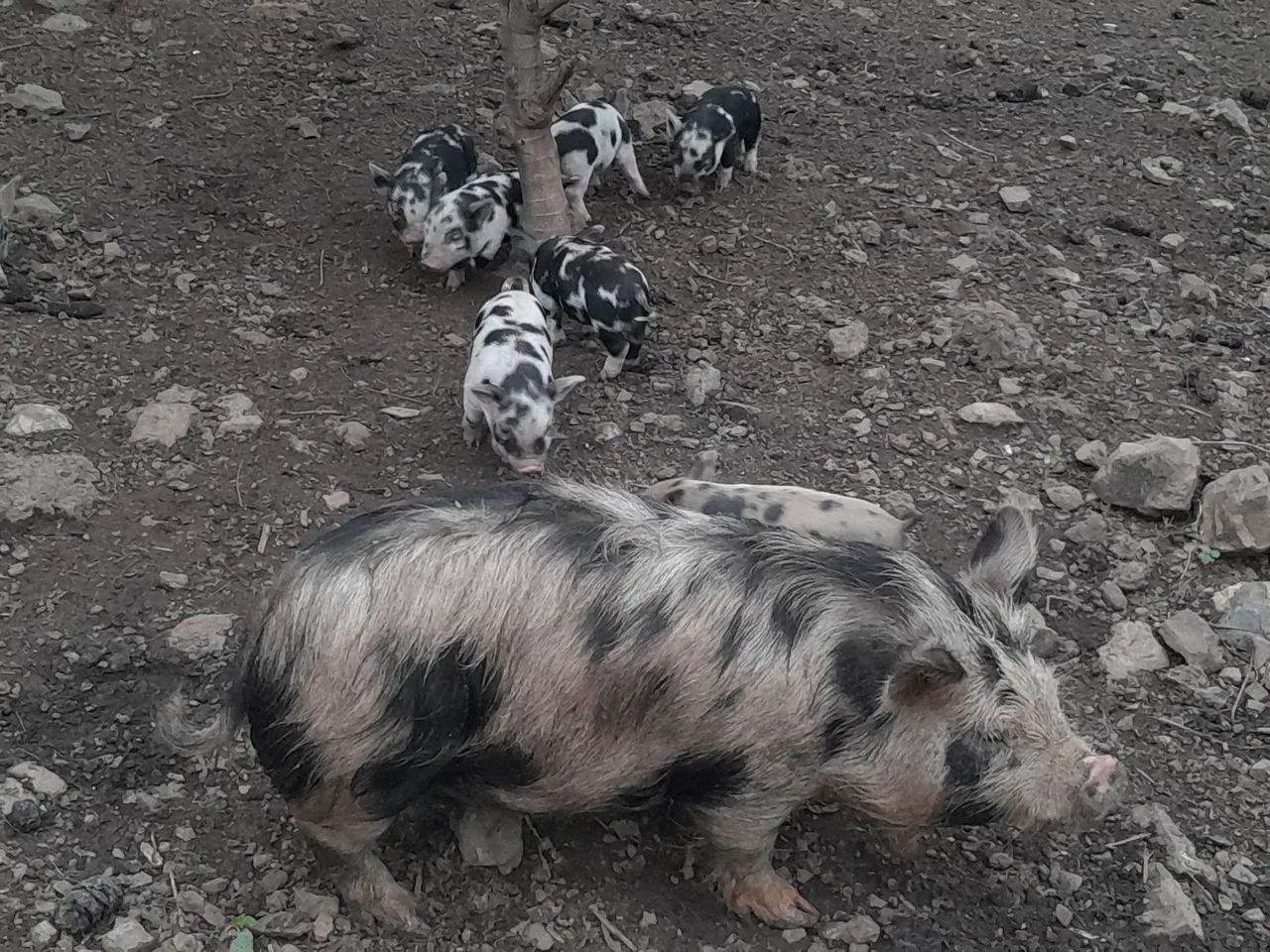 Mine porco - Foto 4
