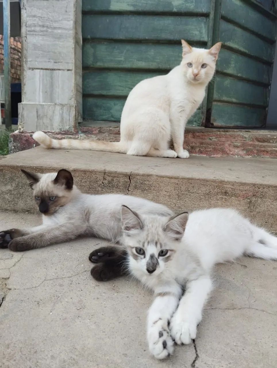 Gatinhos de 3 meses para adoção  - Foto 4