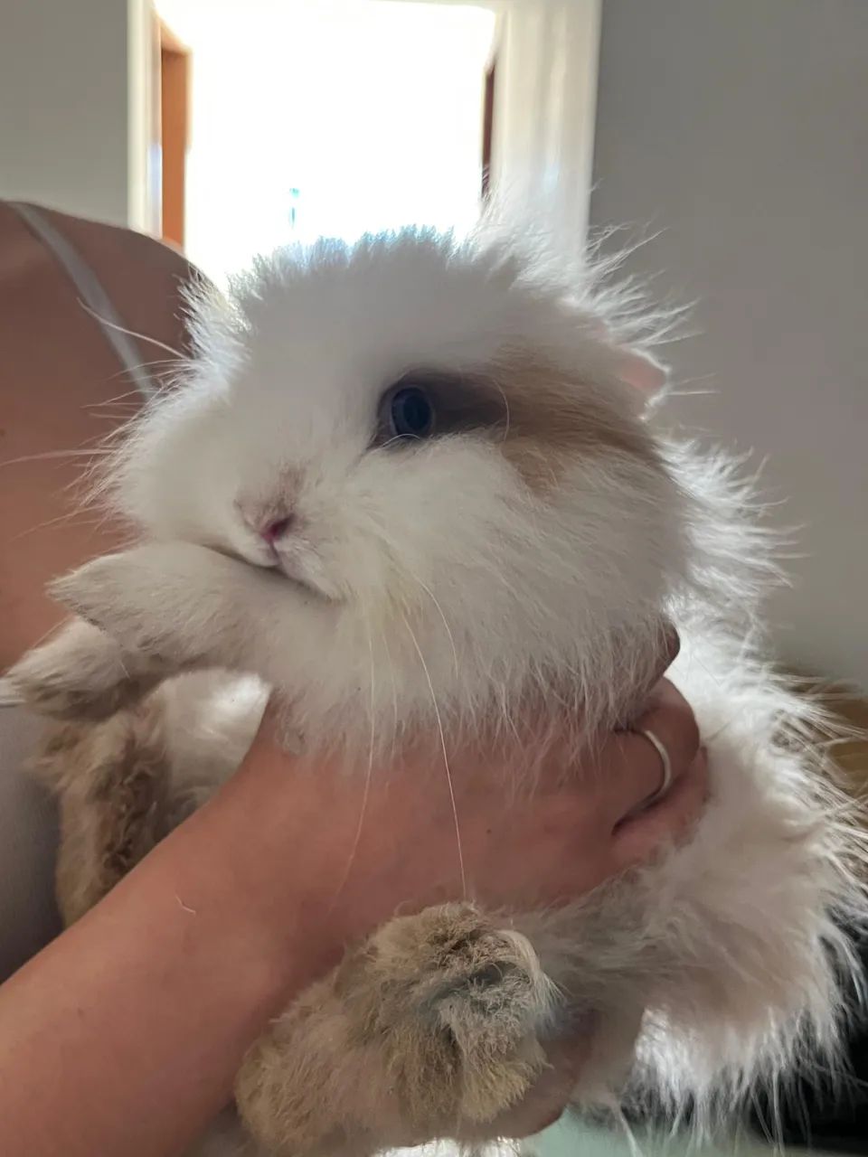 Filhote Coelho Lion - Adoção Responsável  - Foto 2