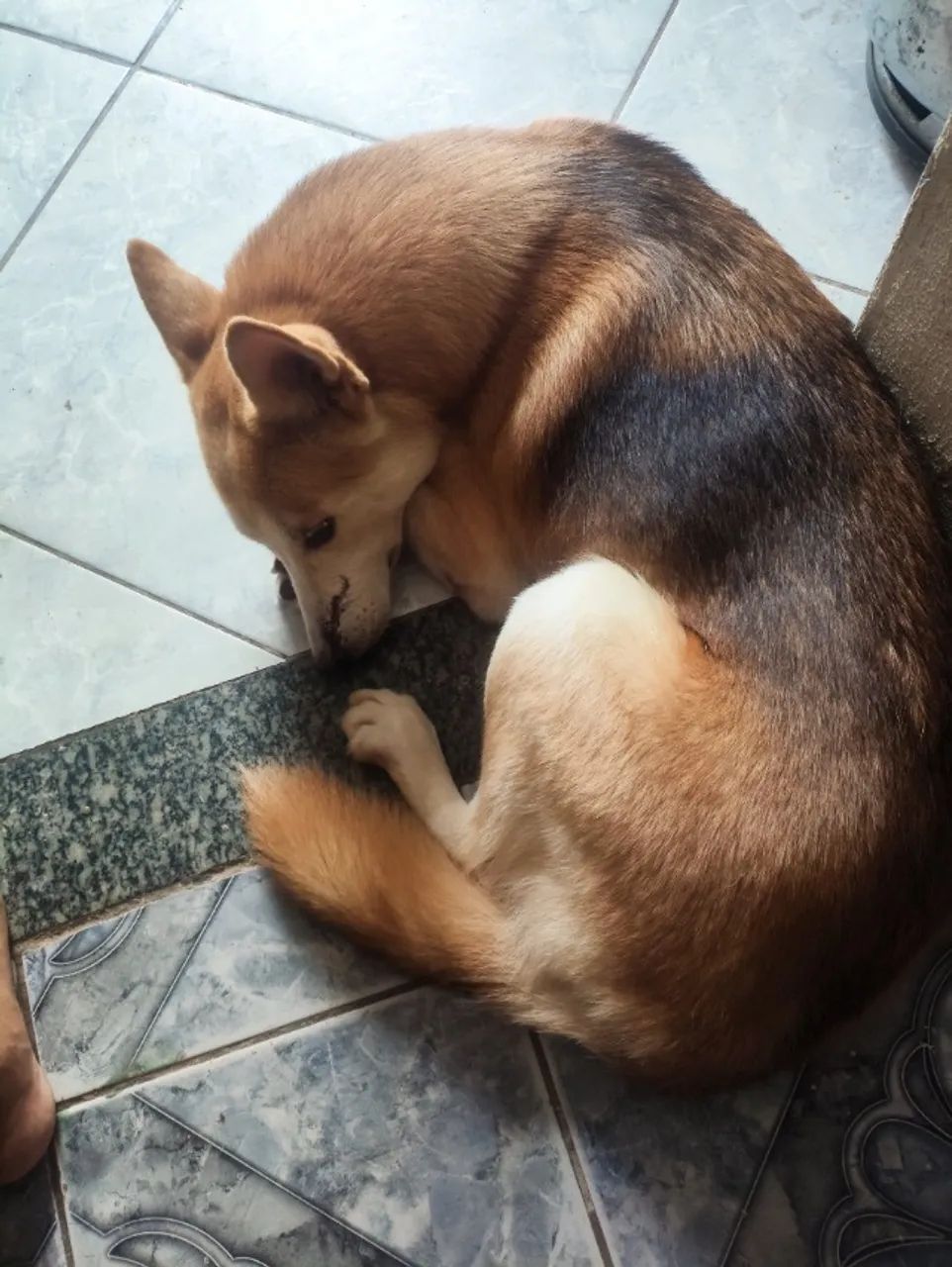 Namorado para minha cachorra husky - Foto 2