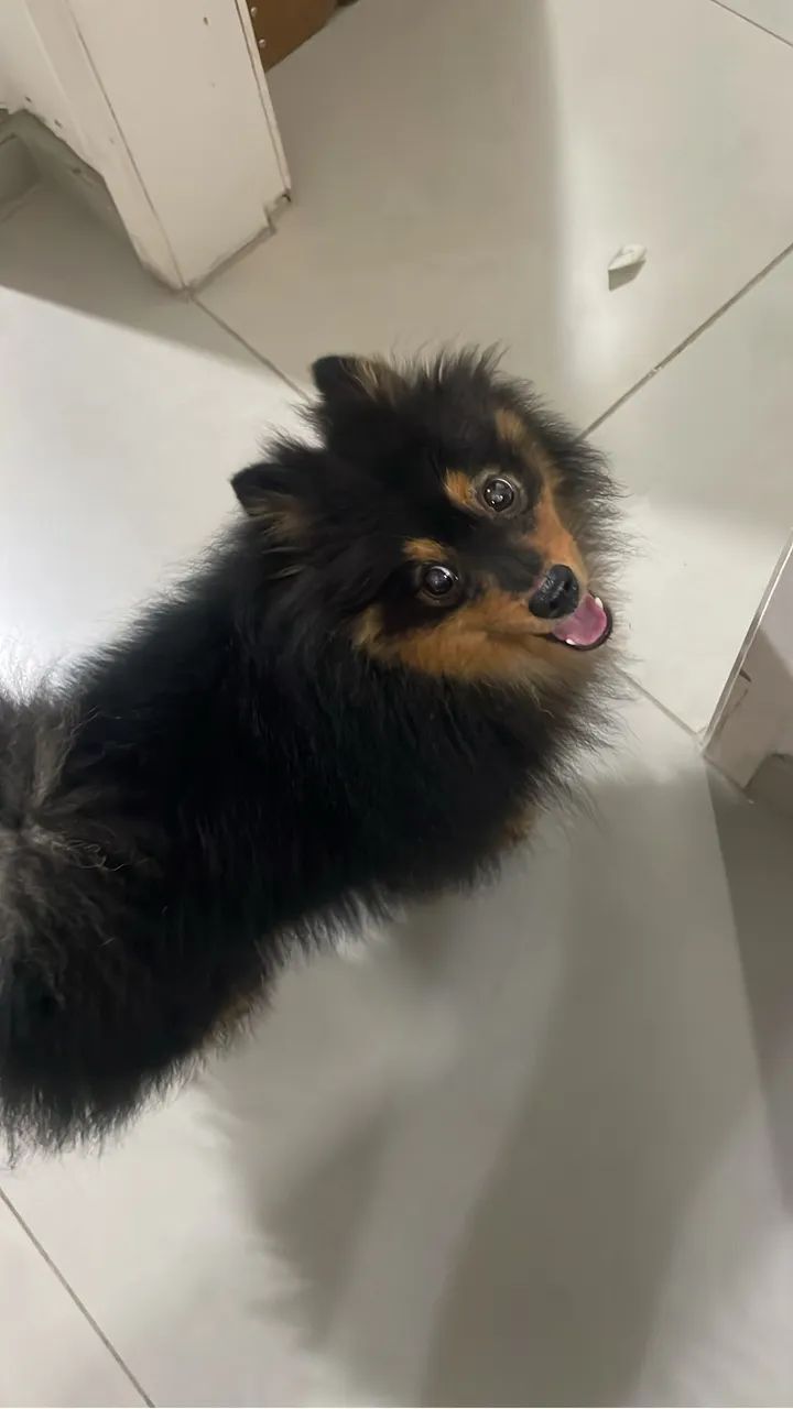 Spitz alemão 