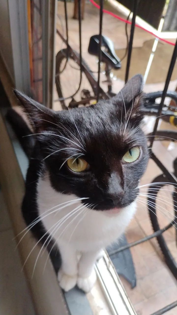Gata Doação  - Foto 3