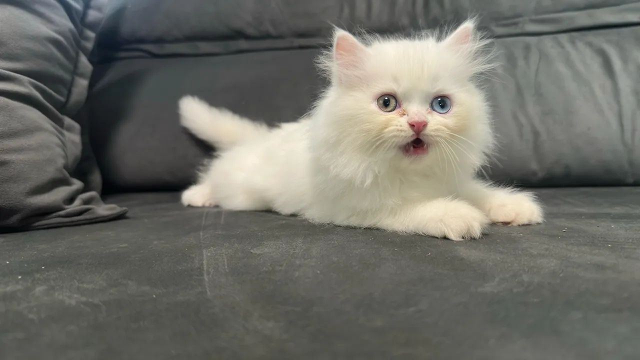 Gato Persa em Cuiabá  - Foto 2