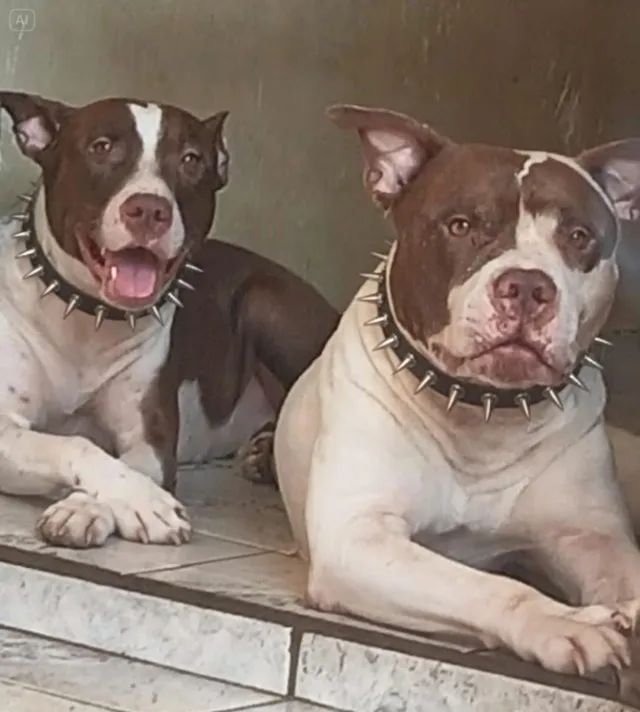Filhotes de pitbul