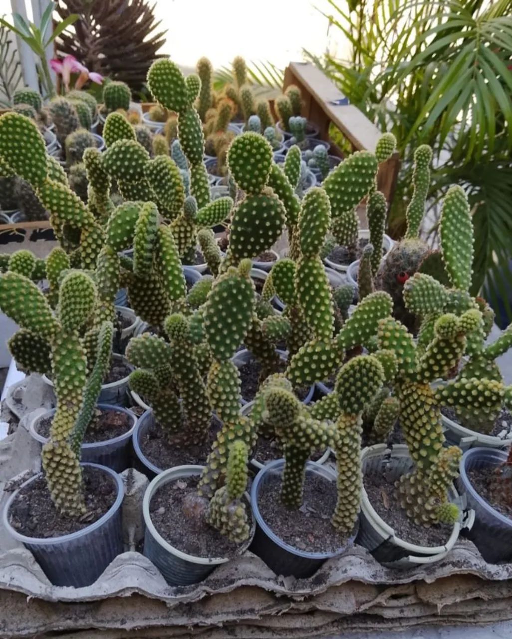 Cactos - Foto 2