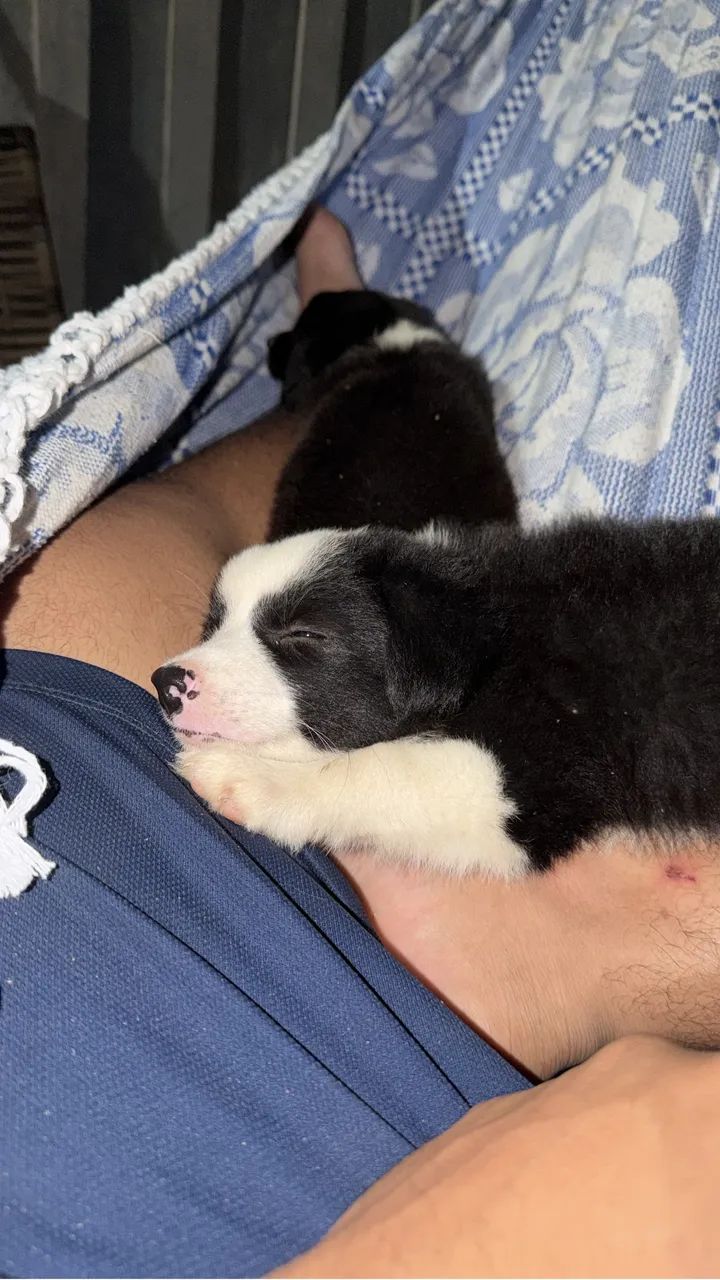 Cachorro Border Collie  - Foto 5