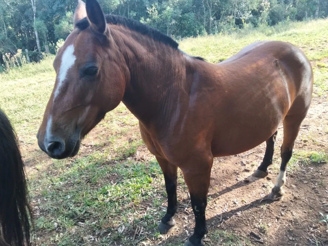Preço de Oportunidade - Potranha Crioula Mansa - Foto 3