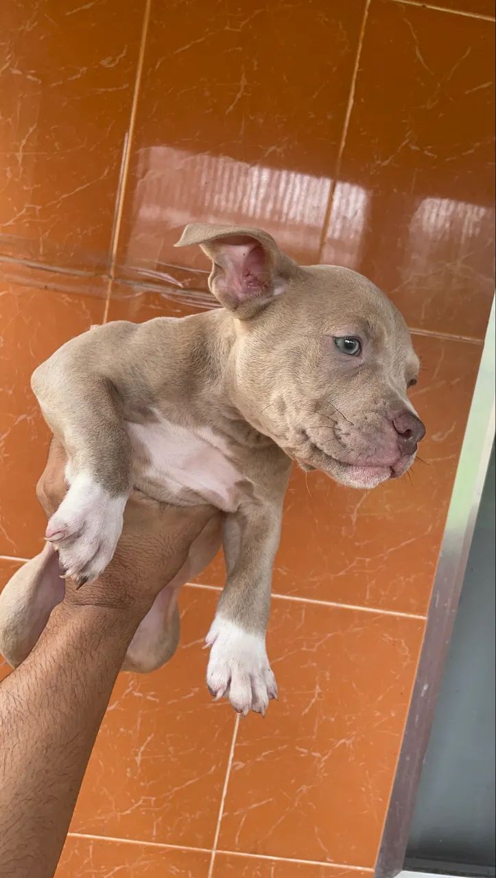 American bully pocket