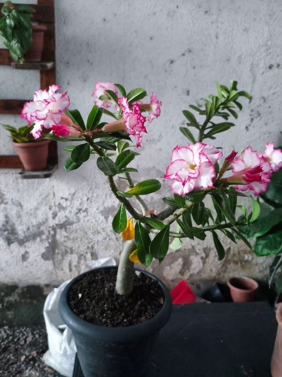 Rosa do deserto  - Foto 2