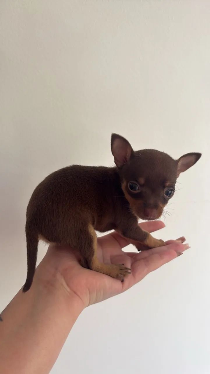 Filhotes de pinscher 