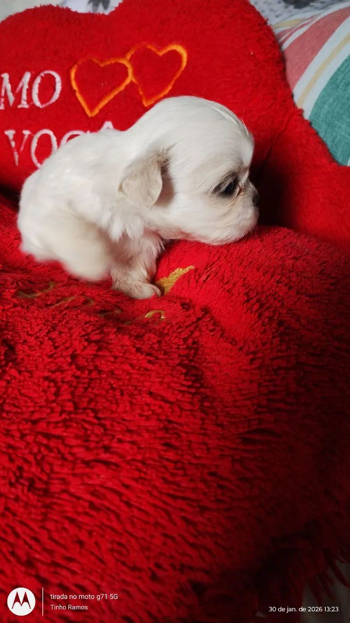 LINDOS FILHOTES DE SHITZU  - Foto 3