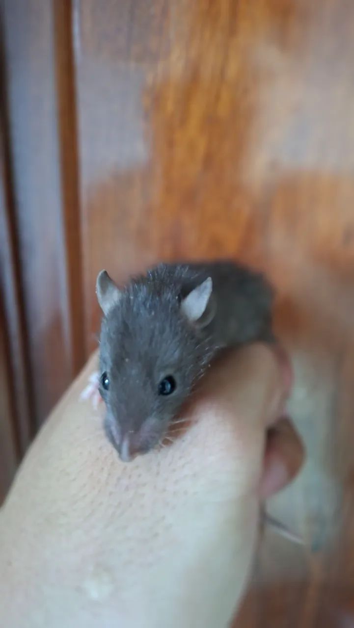 Rato twister