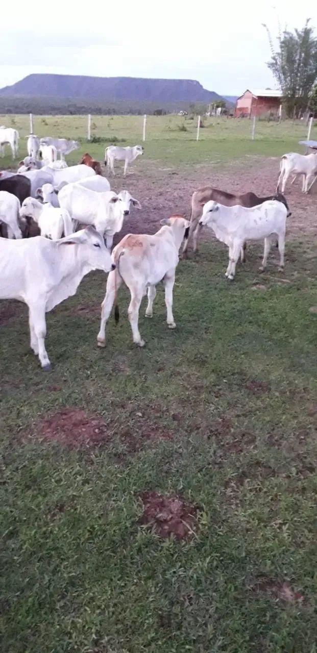 Fazenda a venda, Novo Jardim - Tocantins!! - Foto 5