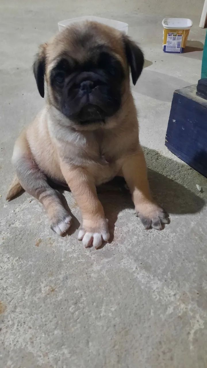 Pug - Foto 2