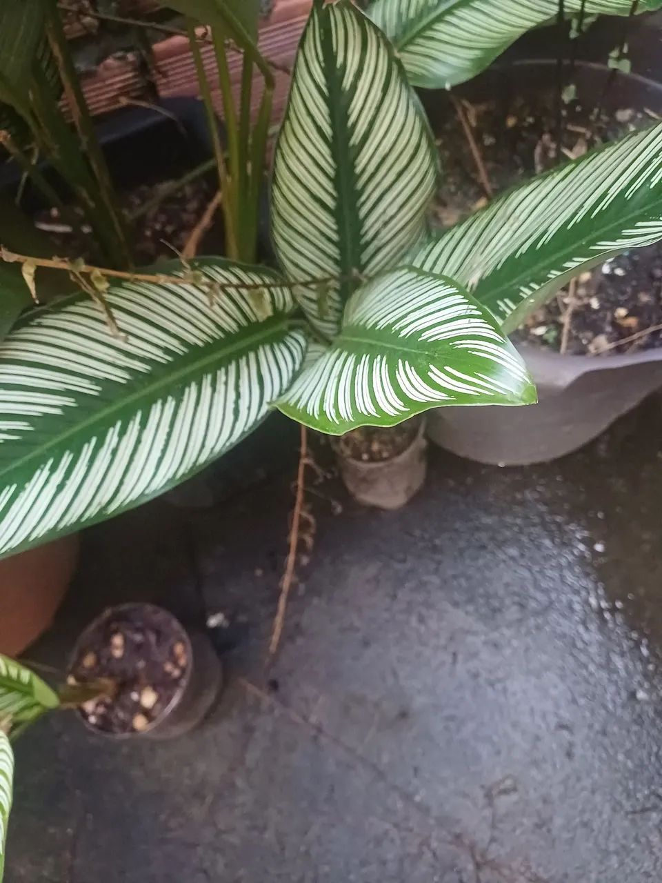 Plantas e mudas de Maranta Riscada  - Foto 2