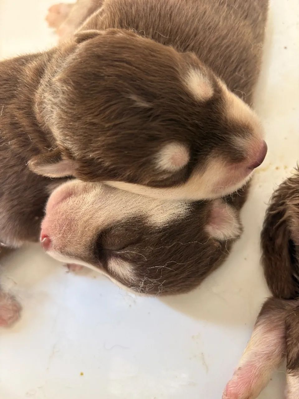 Cachorro