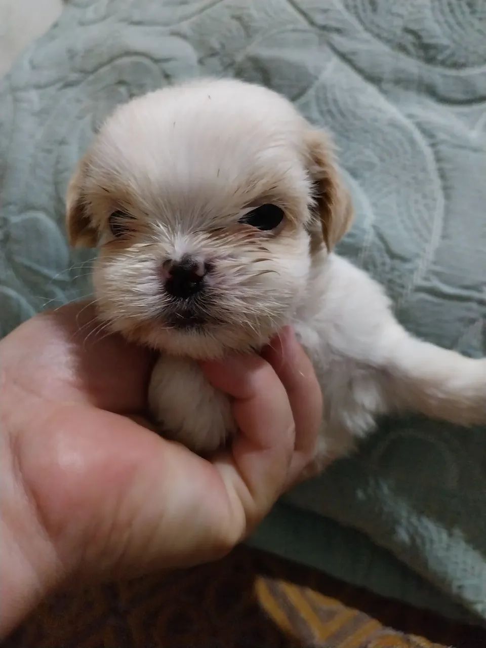 Shih Tzu  - Foto 2