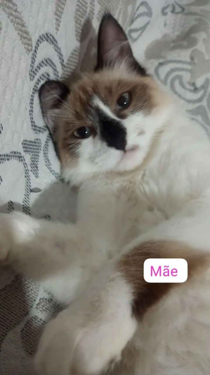 Gatinhos - Foto 2
