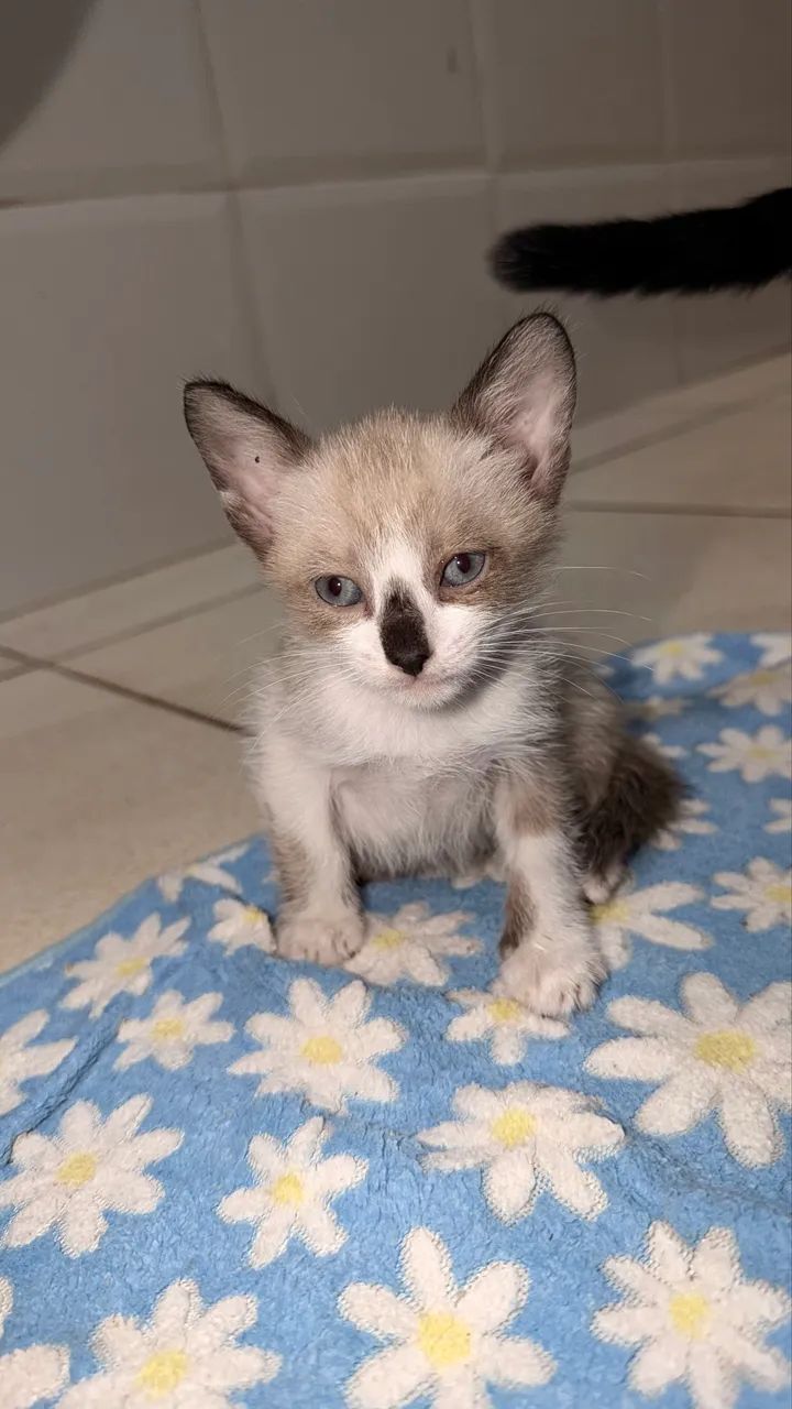 Doação de gatinhos