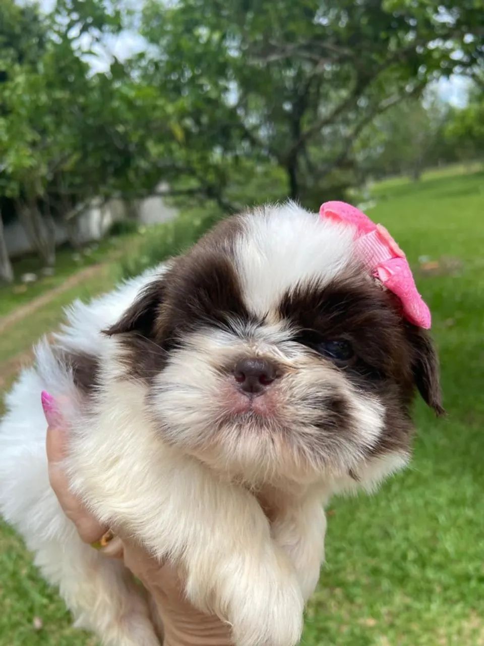 Shih tzu maravilhosa