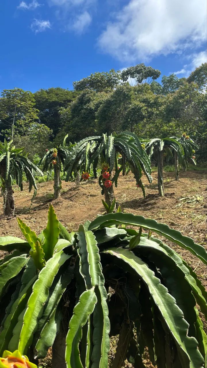 Mudas de Pitaya Vermelha  - Foto 3