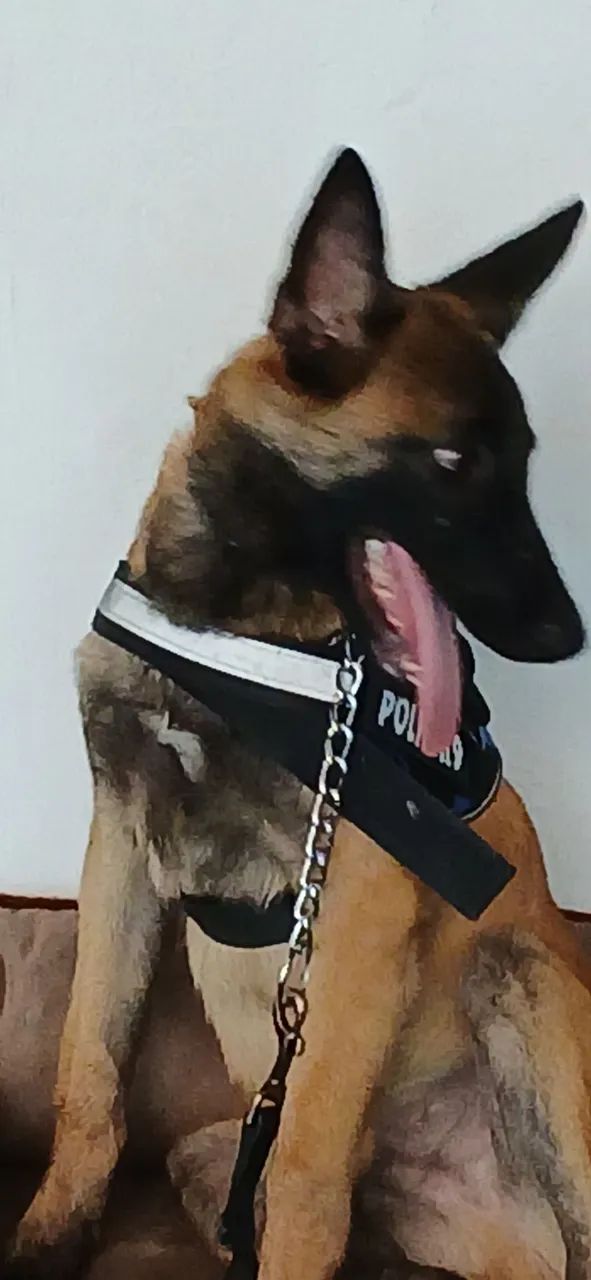 Adestrador de cães  - Foto 4