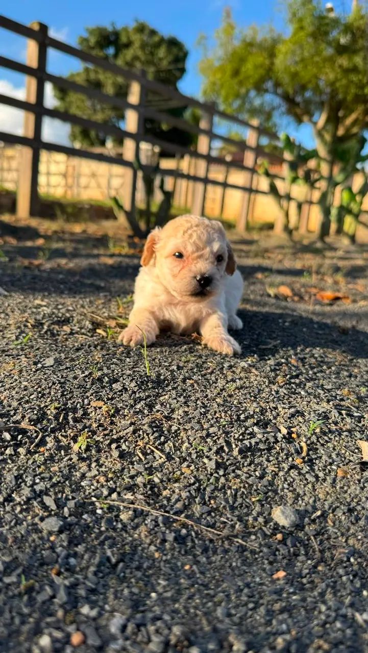 Filhotes de Poodle Micro - Foto 2