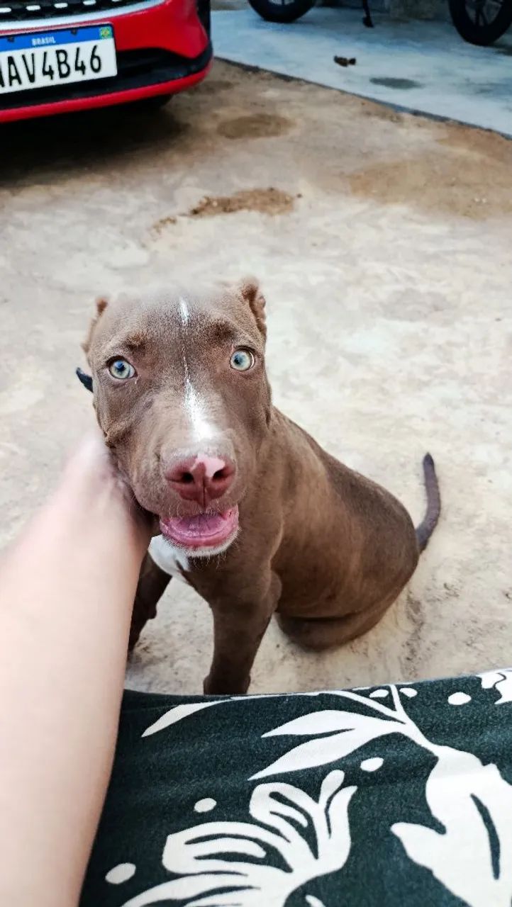Filhote Pitbull  - Foto 2