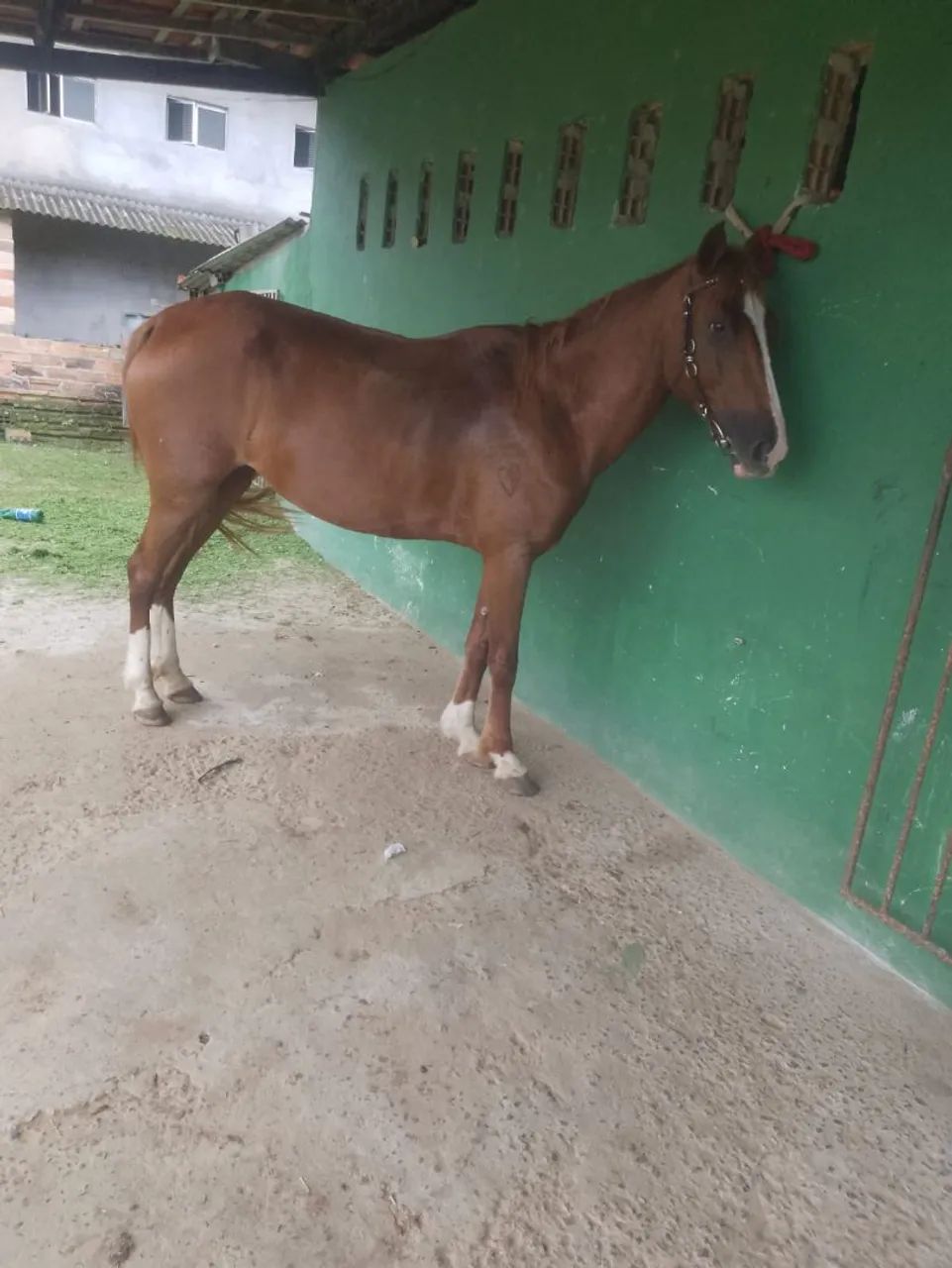 Égua  - Foto 3