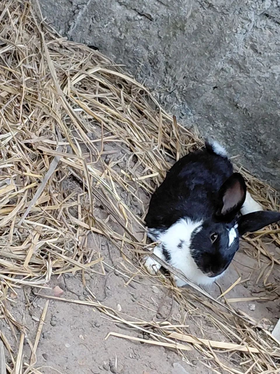 Vende-se Coelho Macho - Foto 2
