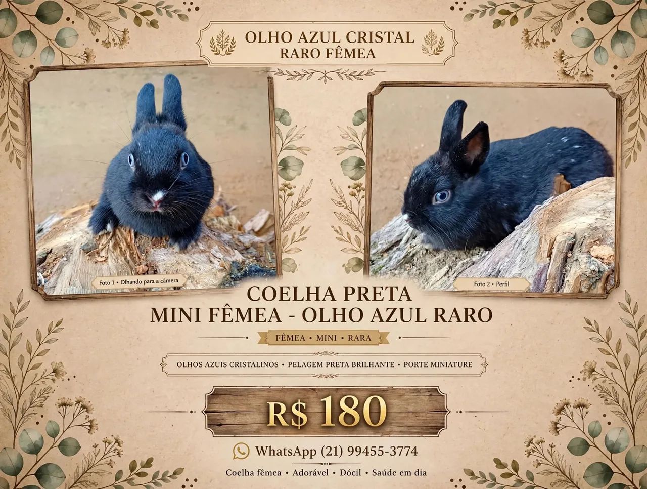 Coelho  - Foto 3