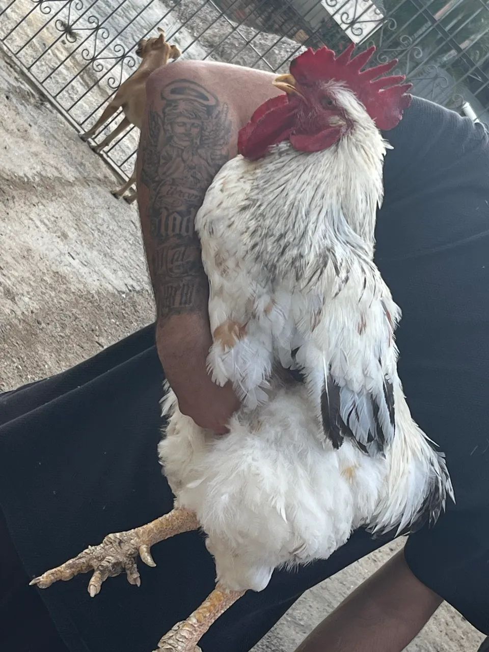 Galinhas e galos e patos - Foto 5